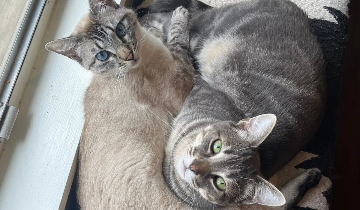 2cats